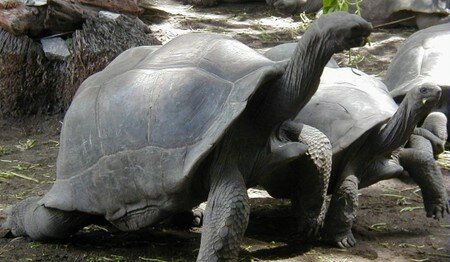 animaux_tortues_ile_digue_seychelles_2477_1_