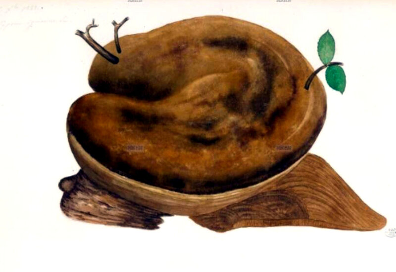 172 Polyporus ignarius Phellinus ib