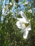 cosmos