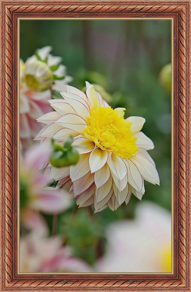 Dahlia Polka2