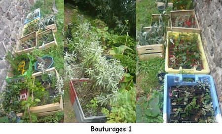 bouturages_1