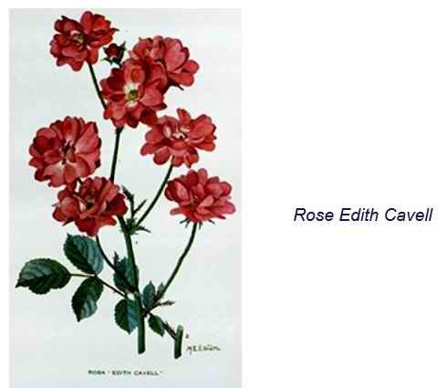 Rose e Cavell