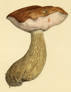 tylopilus_felleus