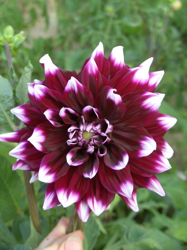 7 Dahlia violet blanc