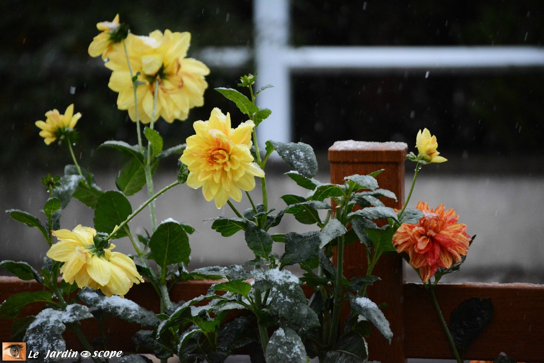 Dahlia décoratif 'Néo' sour la neige