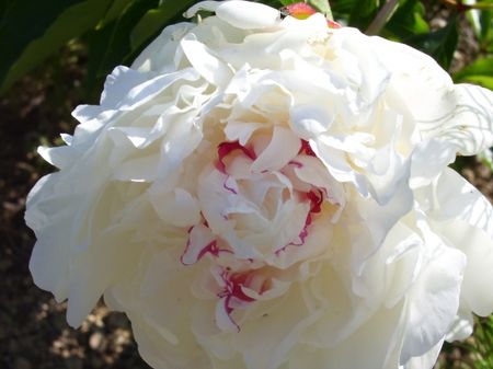 pivoines_montpellier_france_1177377547_1142607