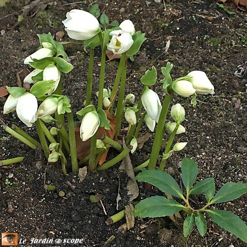 Hellebore-de-Noël