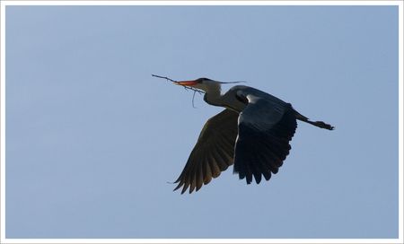 heron_transport_S_MS_280209