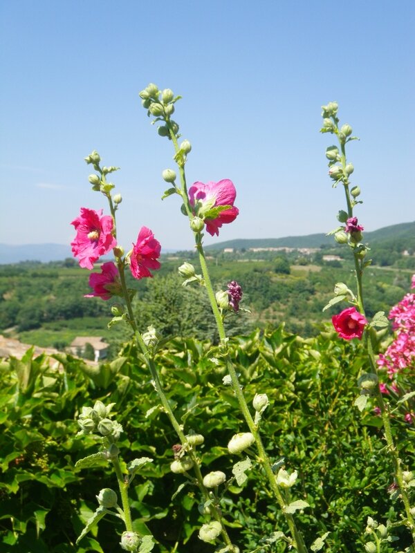 IMGP6453-drôme2