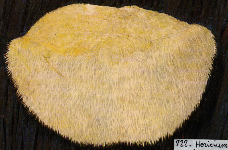 Hericium erinaceum IH2 pl 103_722