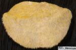 Hericium erinaceum IH2 pl 103_722