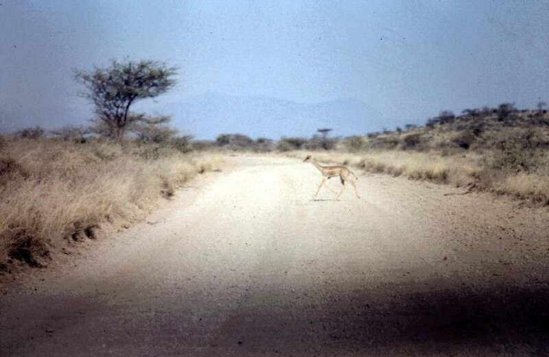 tsavo antilope c