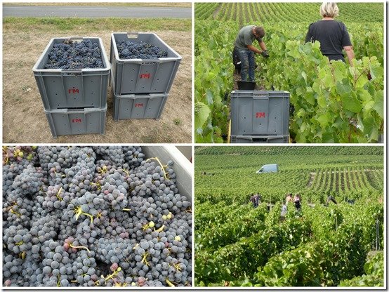 photos des vendanges 2022