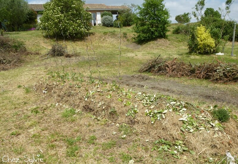 Potager permaculture plantations 02