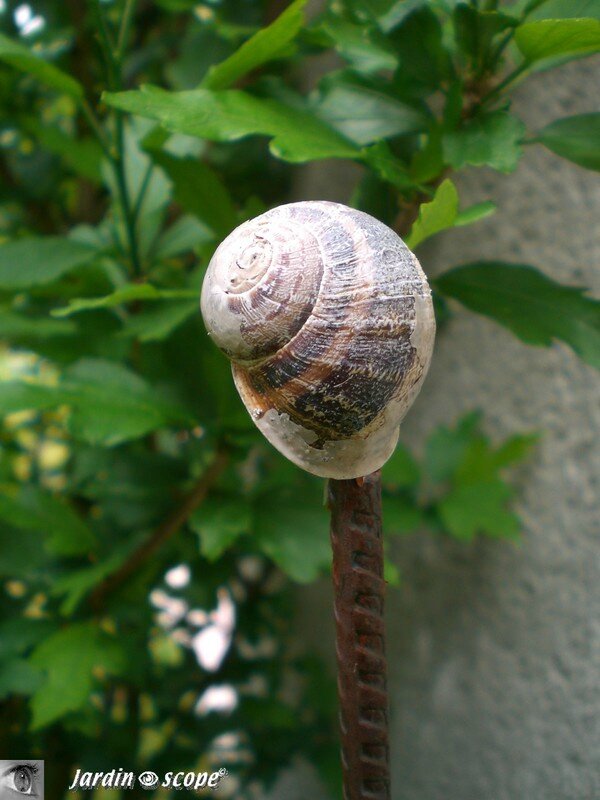 Escargot