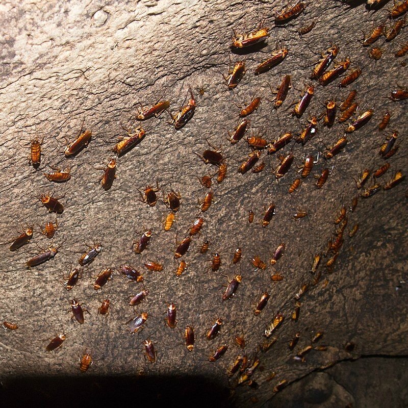 800px-Cockroaches_(13970528757)