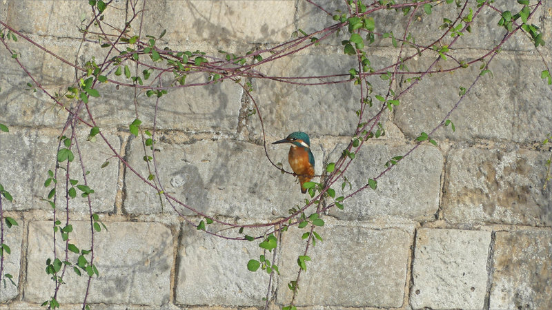 Niort oiseau MP pont Chamoiserie 041023 ym 6