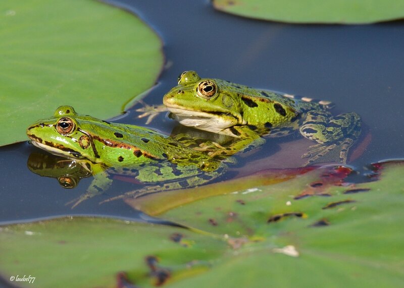 DSC_8580 grenouilles