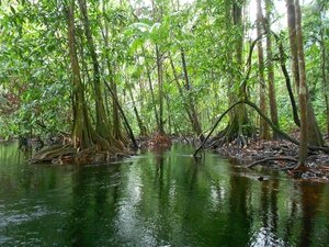 Sous bois innondé