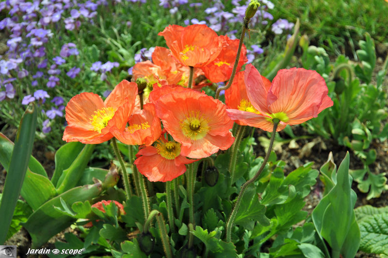 Pavots coquelicots rouges