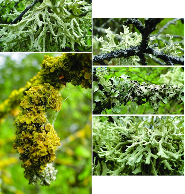 LICHENS