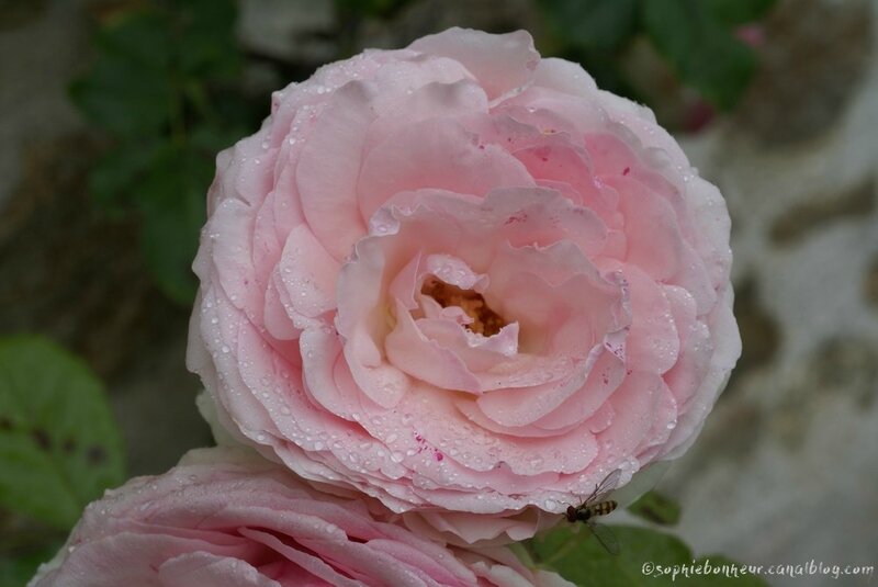 juin rose pluie