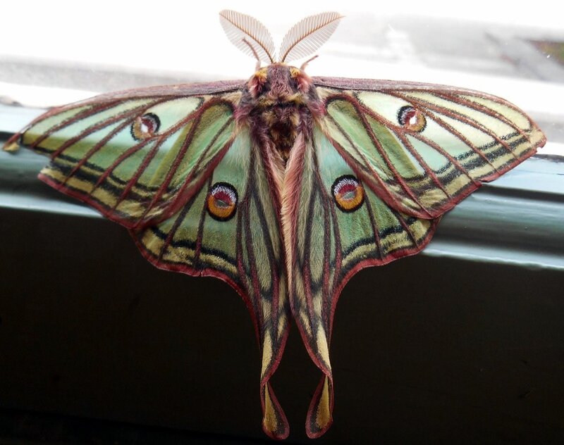 papillon_isabelle_2