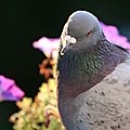 Pigeon aux pétunias