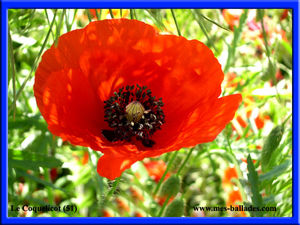 13_FLEURS_SAUVAGES_PROVENCE_COQUELICOT