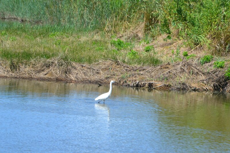 Parc ornithologique Teich 090