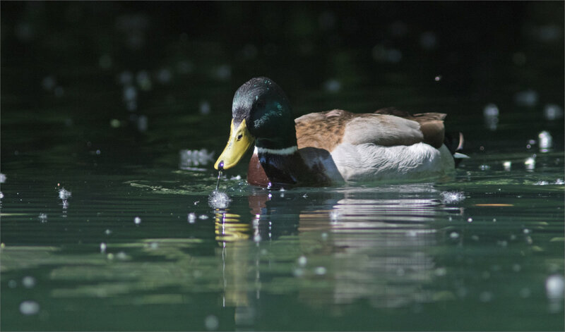 oiseau canard colvert graines eau 030521 17 ym