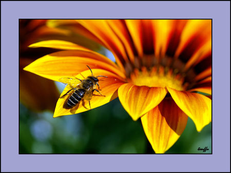 abeille_et_gazanias