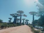 La route des baobas (10)