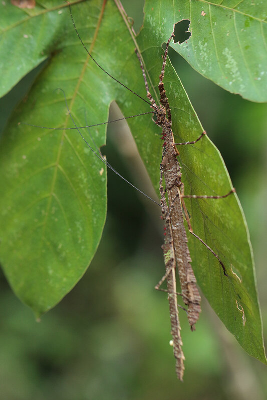 Periphloea corticina (accouplement)