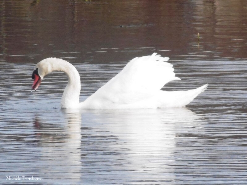 Balade au Lac 211218