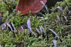 Xylaire du bois • Xylaria hypoxylon