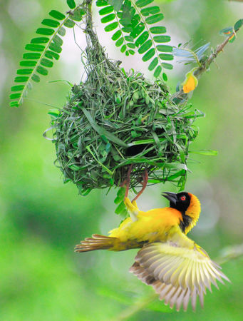 Tisserin___t_te_rousse__parc_du_Lac_Mburo__Ouganda__2_