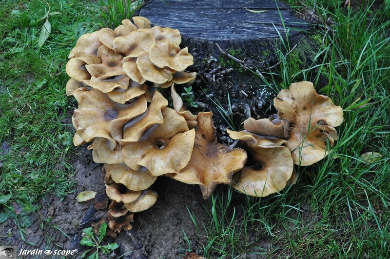 Armillaire couleur de miel • Armillaria mellea