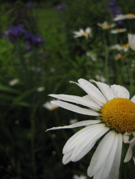marguerite