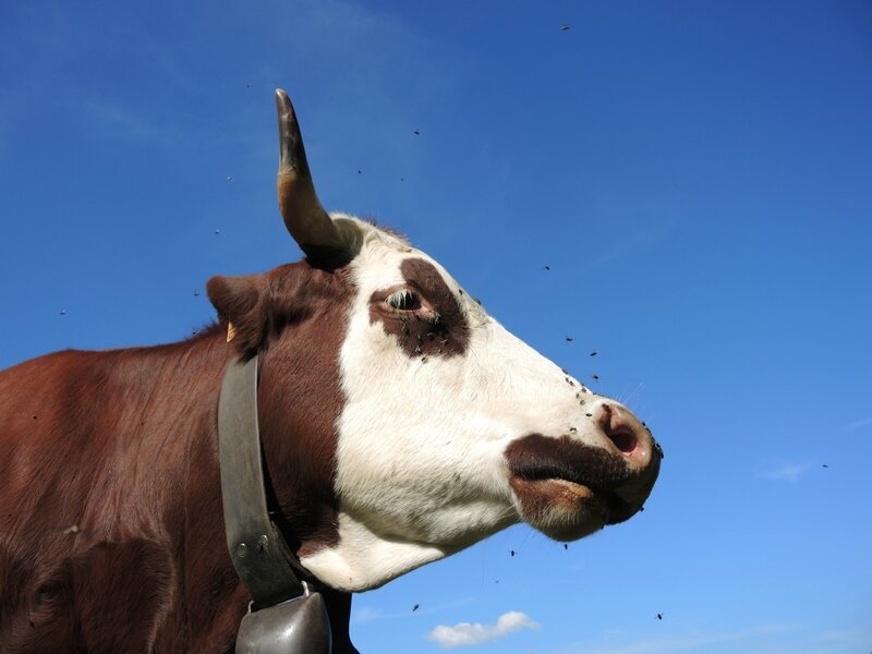Cordon, randonnée belvédère, vache de profil