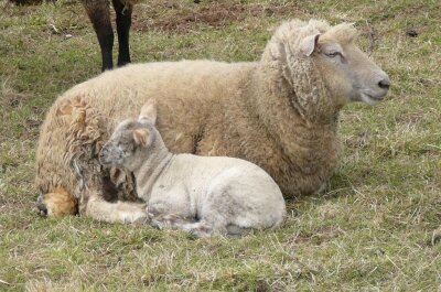 animaux-ferme-plus-belles-photos-animaux-ferme_399694