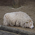 Le Mouton domestique