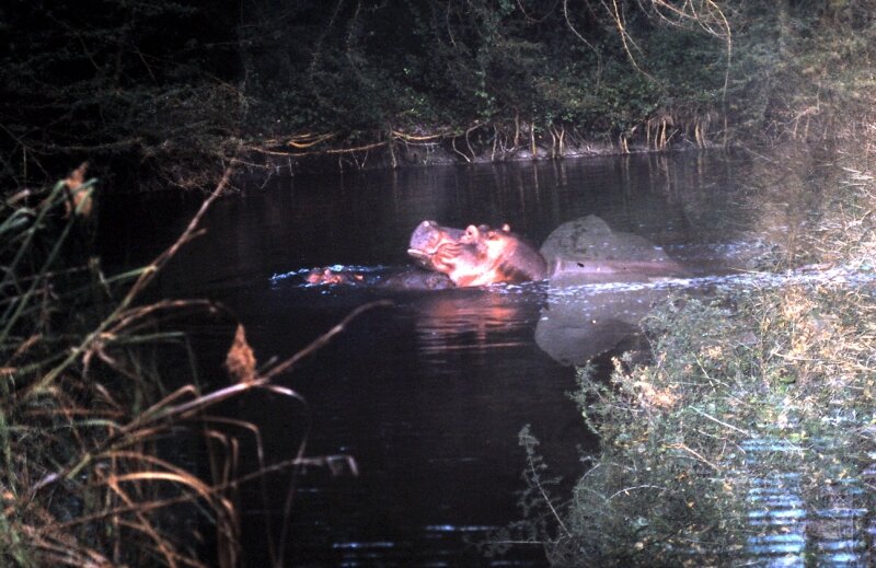 amboseli hippo h