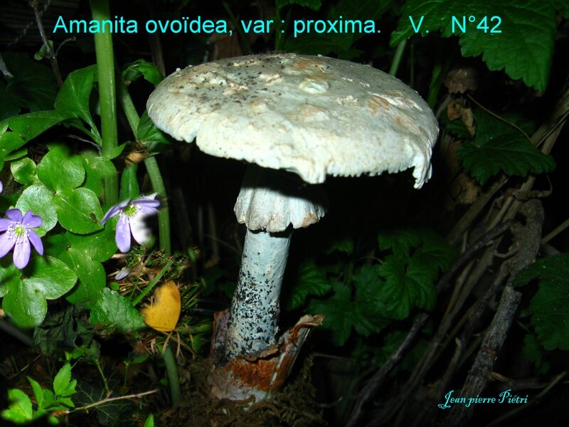 Amanita ovoidea v proxima n°42