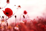 coquelicots_soie_nature_coquelicots_big