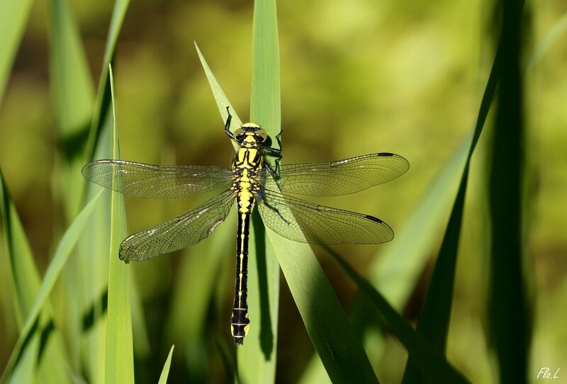 Gomphe à pattes noires (Gomphus vulgatissimus) 4