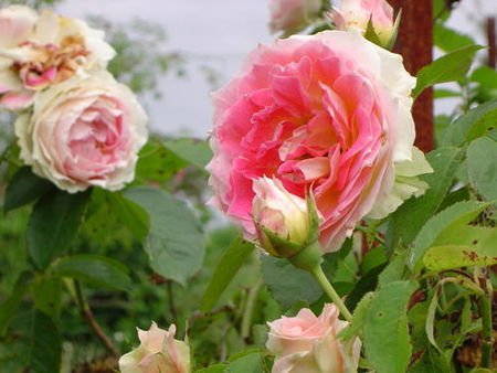 ROSES_ANCIENNES_4