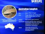 IMG_4962_Australian_longfish__1_