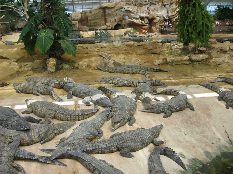 048_Crocodiles