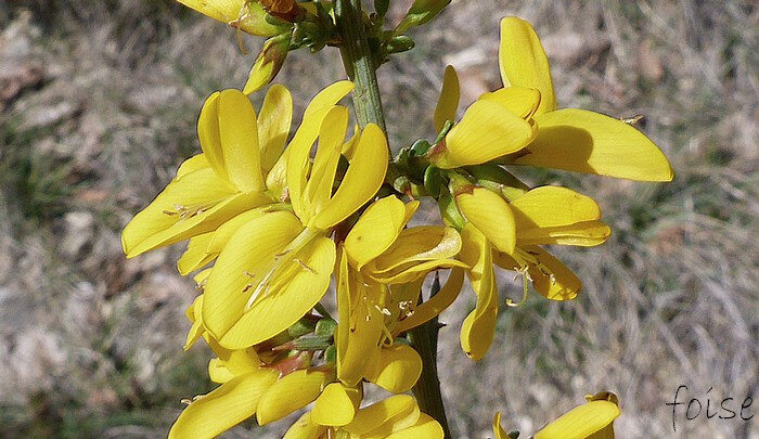 fleurs solitaires ou fasciculées par 2-4